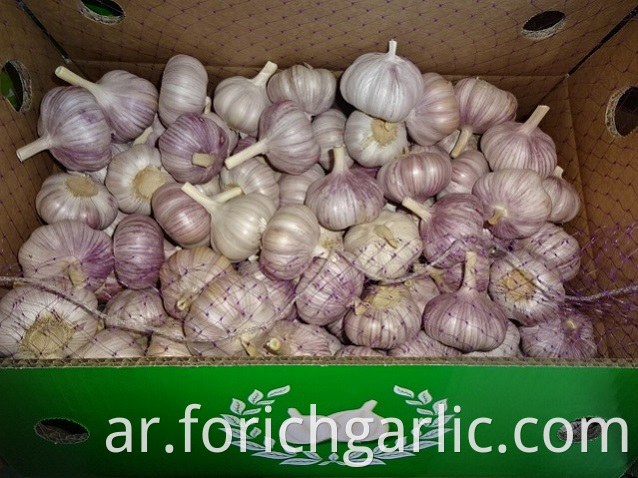 Regular White Garlic Price